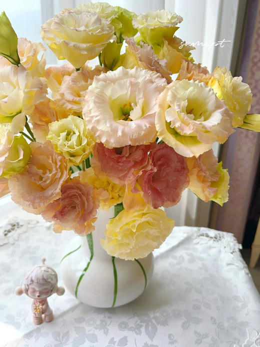 【香槟色洋桔梗】7-10朵/份 商品图14