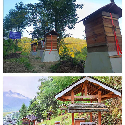 包邮到家！中国的“麦卢卡”蜂蜜，来自武陵山脉高山五倍子蜂蜜，古法蜜蜂养殖酿造工艺，不添加蔗糖，无添加，纯原生态五倍子蜜，无蜂螨，零农残，品质上乘！ 商品图6