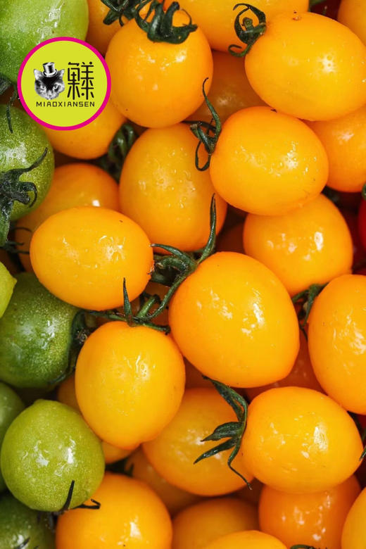 🛵喵菓基地～黄千禧【琥珀版】1kg 商品图4