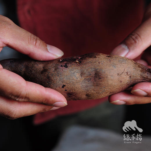 生态紫薯/黄金蜜薯 （圆通）| 合作生产 *Ecological Purple Potato | Partner Production 商品图1