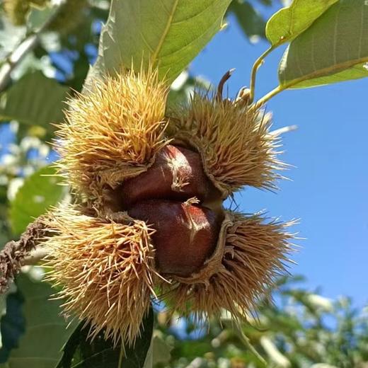 【果蔬精选】晚熟迁西老树板栗 坚持生态种植 树上自然成熟 带有农残检测报告 颗颗饱满 生吃脆甜 熟吃粉糯香甜 商品图6