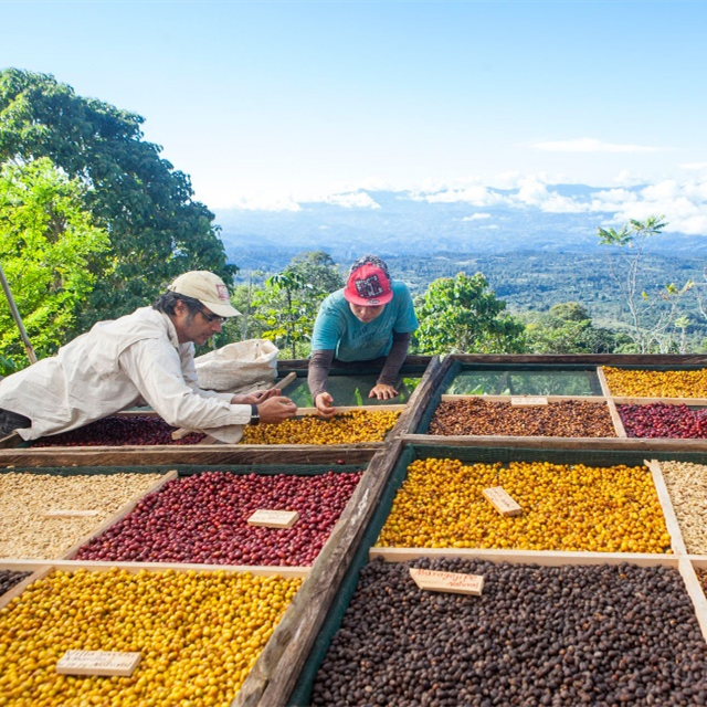 【茶馆咖啡】危地马拉 万象庄园 酒香日晒咖啡丨日晒豆 中度烘焙 世界知名庄园，风味醇厚也略具有野性，深获品评家们的喜爱。