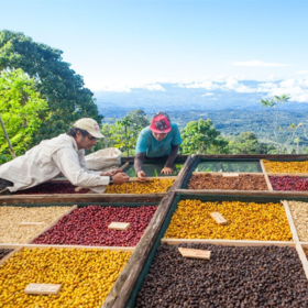 【茶馆咖啡】危地马拉 万象庄园 酒香日晒咖啡丨日晒豆 中度烘焙 世界知名庄园，风味醇厚也略具有野性，深获品评家们的喜爱。