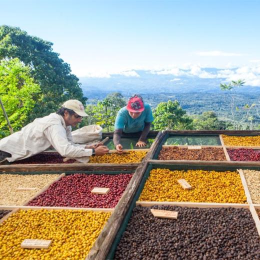 【茶馆咖啡】危地马拉 万象庄园 酒香日晒咖啡丨日晒豆 中度烘焙 世界知名庄园，风味醇厚也略具有野性，深获品评家们的喜爱。 商品图0