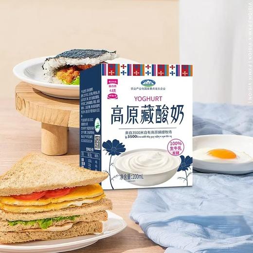 青海高原藏酸奶210mlx10 商品图3
