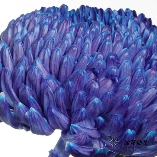 小菊 | 牡丹菊雨墨蓝【人工吸染，有色差，慎重下单】 商品图2