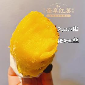 日本原种高端红薯