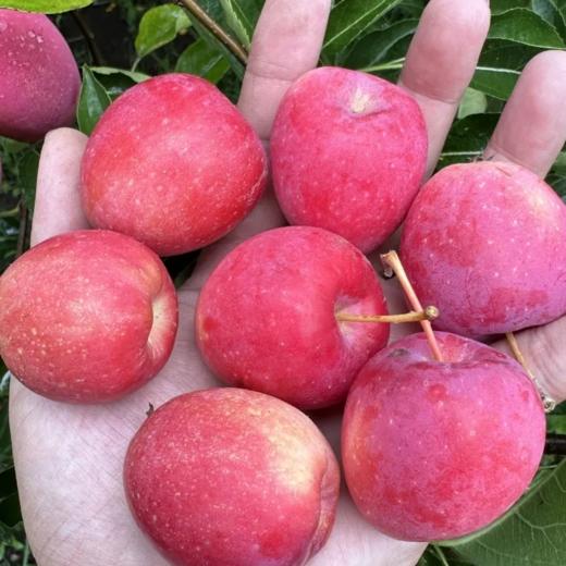 甜果源源 辽宁锦州市古塔区鸡心果 商品图0