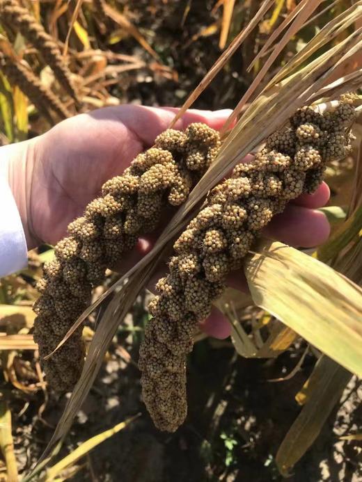 【包邮】丨2024年双十二秒杀-赞字村碱地小米丨5斤/箱（49元）丨发货时间12月14日 商品图2