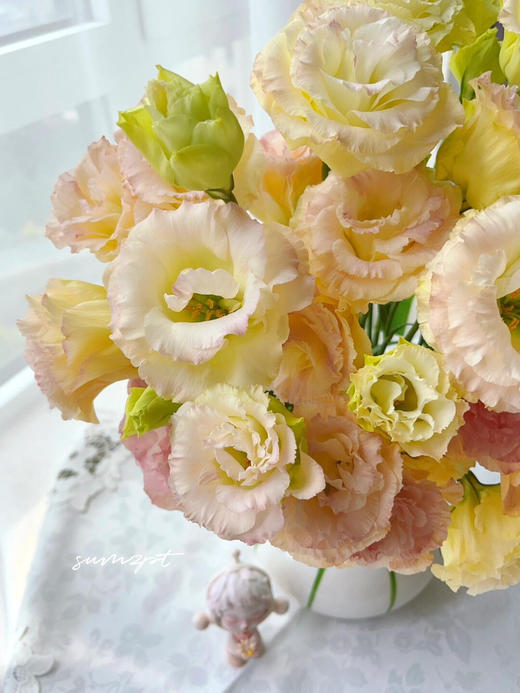 【香槟色洋桔梗】7-10朵/份 商品图11