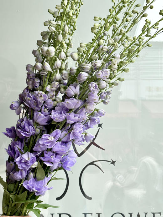 国产大飞燕-【浅紫色】 商品图0