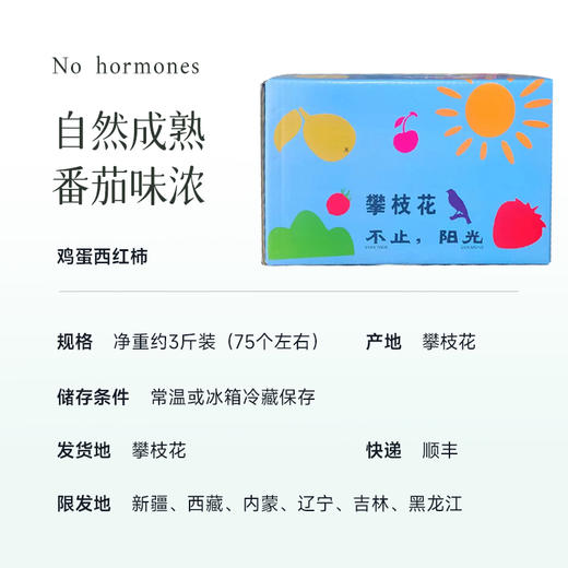 食养节【 颗颗爆汁  鸡蛋西红柿】攀枝花露天小番茄  3斤装果子饱满  汁水足  番茄味浓郁  补充每日VC~ 商品图4