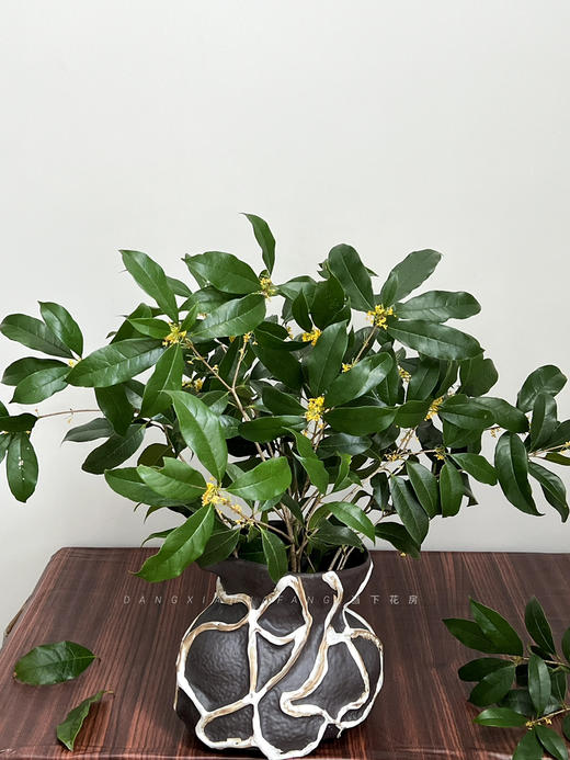 【钱袋子.陶瓷花瓶】1个/份 高约22cm上口径14cm肚径25cm（江西仓顺丰发货） 商品图3