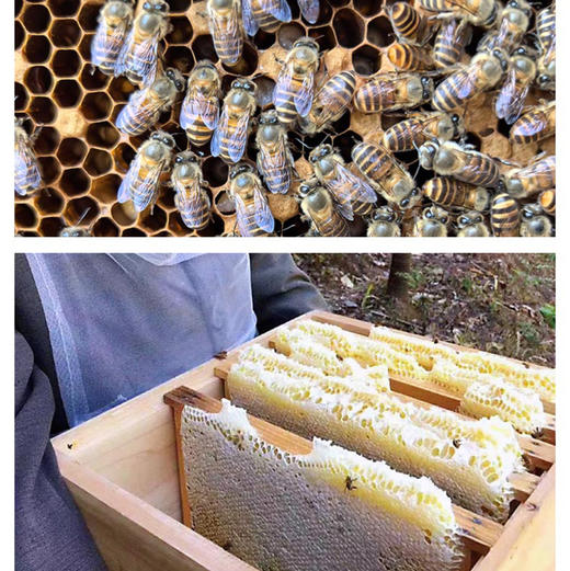 包邮到家！中国的“麦卢卡”蜂蜜，来自武陵山脉高山五倍子蜂蜜，古法蜜蜂养殖酿造工艺，不添加蔗糖，无添加，纯原生态五倍子蜜，无蜂螨，零农残，品质上乘！ 商品图5
