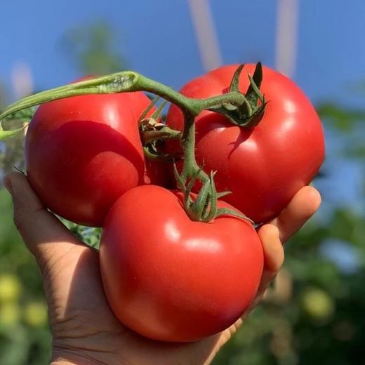 【顺丰包邮➕保温】2025冬季口感攀枝花露天西红柿🍅沙瓢番茄 狼桃果 每年吃款 沙瓤金籽 一点不空心  基地直邮 商品图2