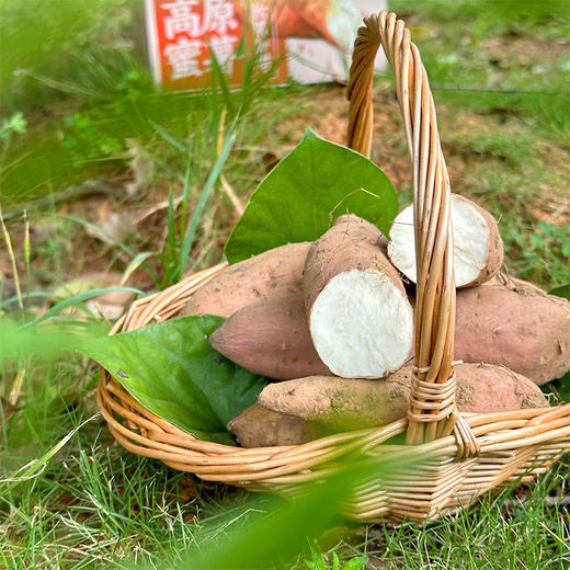 【内蒙古.哈密冰糖蜜薯】白心红薯，由黑土沙地种植，有助于糖分累积，自然品质出众，皮薄如纸，焦香肆意 商品图0