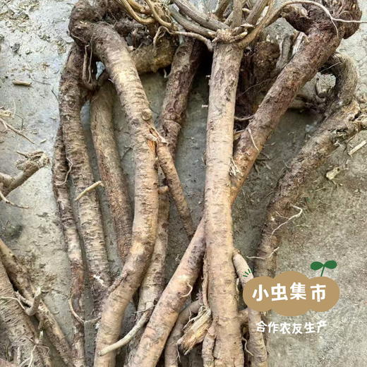 岷县野生黄芪（切片）250g /袋 | 合作农友生产，来自甘肃岷县，生产者：陈建军 ＆【公平贸易农人定价】 商品图6