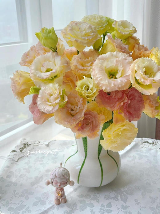 【香槟色洋桔梗】7-10朵/份 商品图8