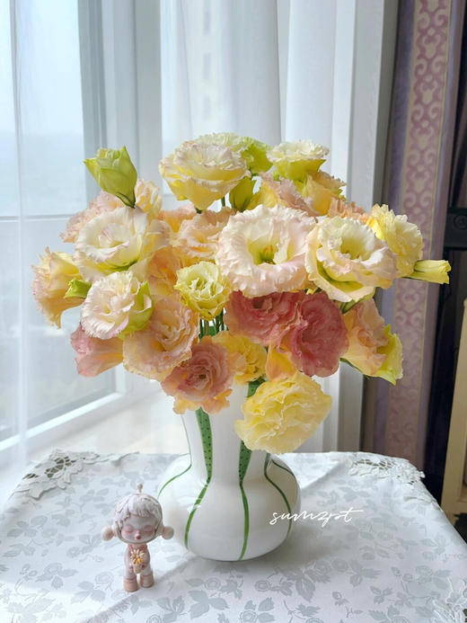 【香槟色洋桔梗】7-10朵/份 商品图9