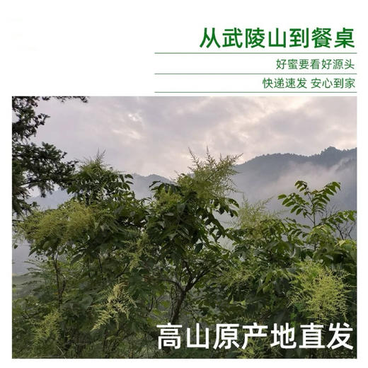 包邮到家！中国的“麦卢卡”蜂蜜，来自武陵山脉高山五倍子蜂蜜，古法蜜蜂养殖酿造工艺，不添加蔗糖，无添加，纯原生态五倍子蜜，无蜂螨，零农残，品质上乘！ 商品图4