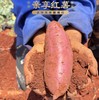 日本原种高端红薯 商品缩略图3