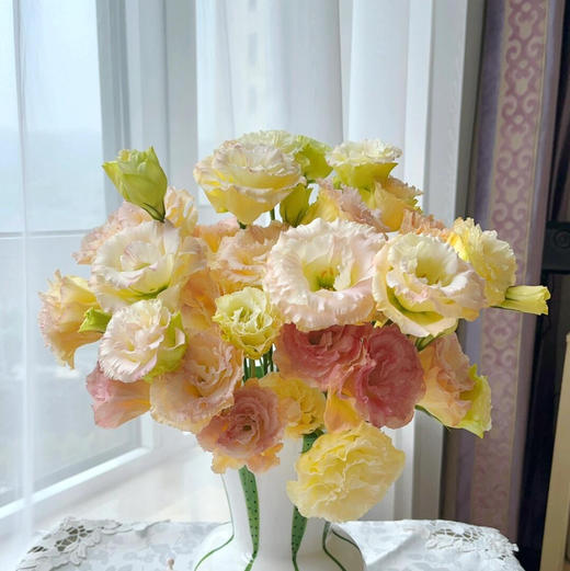 【香槟色洋桔梗】7-10朵/份 商品图0