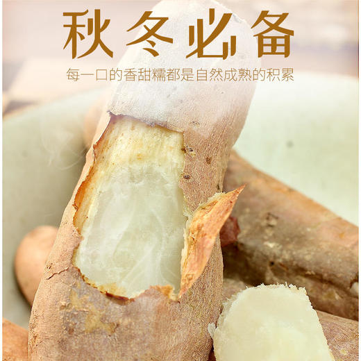 山东哈密冰糖薯软糯香甜入口即化 商品图1