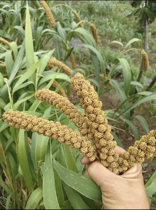 【包邮】丨2024年双十二秒杀-赞字村碱地小米丨5斤/箱（49元）丨发货时间12月14日 商品图5