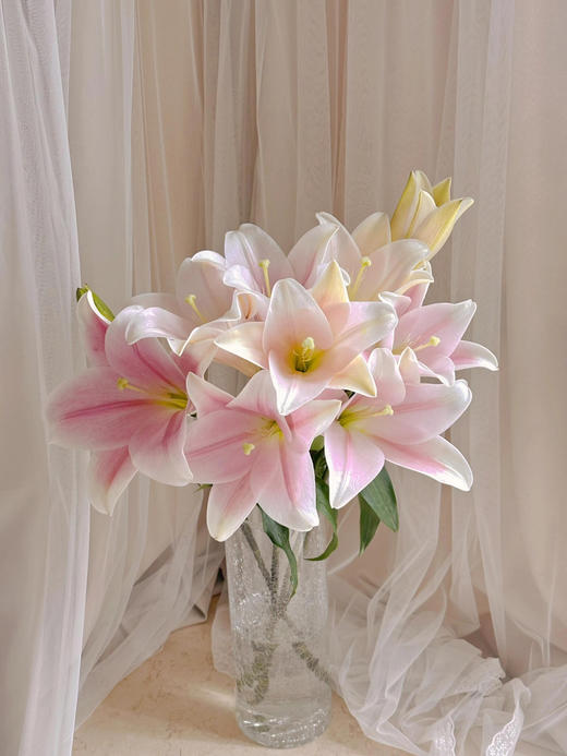 【AB级粉铁炮百合】多头3支10-12朵/份 商品图11