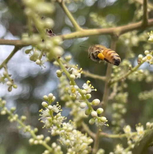 包邮到家！中国的“麦卢卡”蜂蜜，来自武陵山脉高山五倍子蜂蜜，古法蜜蜂养殖酿造工艺，不添加蔗糖，无添加，纯原生态五倍子蜜，无蜂螨，零农残，品质上乘！ 商品图1