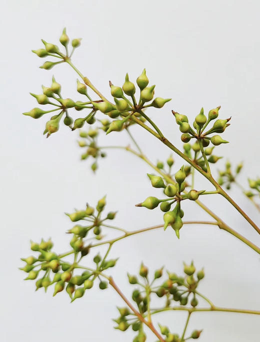 【山货花材】 小米果  若干枝/扎 商品图2