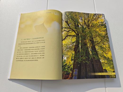 北京古树故事 &2863 中国林业出版社 图书 商品图3