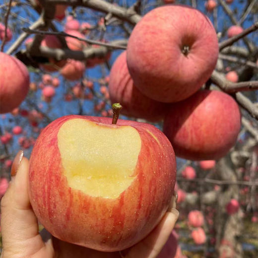 【19.9到手3斤！陕西红富士】新鲜采摘，原生态种植，不催熟打蜡，享受脆甜好滋味，早期青色泛黄，当季应季苹果红富士苹果L 商品图0