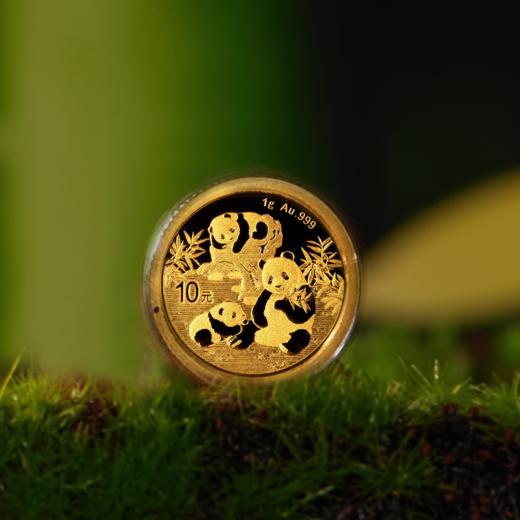 2025年熊猫普制金币 带盒 商品图1