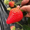 【顺丰包邮】丹东九九草莓甜度高果型大香气浓 商品缩略图1