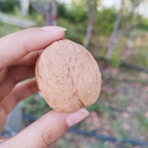 【自营】新疆阿克苏185纸皮核桃500g*5袋 商品图4