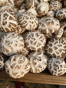 白花菇怎么吃？