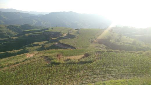 山西忻州   玉米兄弟有机种植小米 商品图4