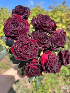 国产玫瑰-【黑巴克】