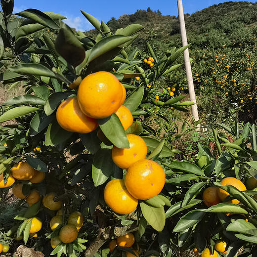 涌泉蜜桔 | 中果5斤家庭装 果香浓郁 肉质细腻 现摘现发 水果榨汁 商品图5