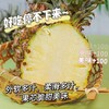 严选 | 海南金钻凤梨 4.5-5斤/箱 香甜多汁 黄金甜酸比 不塞牙不涩口 商品缩略图2