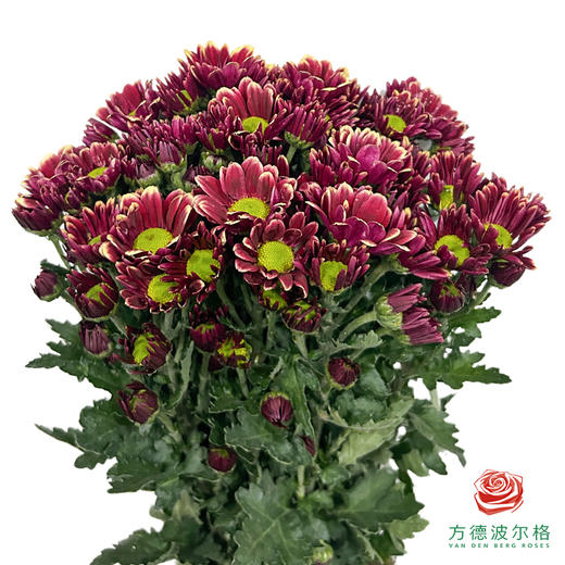 市场小菊-黄蝴蝶 商品图0