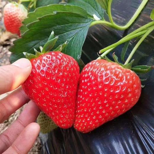 【顺丰包邮】丹东九九草莓甜度高果型大香气浓 商品图0