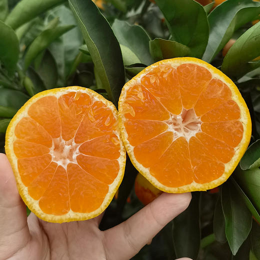 涌泉蜜桔 | 中果5斤家庭装 果香浓郁 肉质细腻 现摘现发 水果榨汁 商品图0