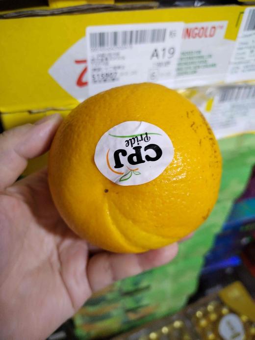 南非橙 商品图0