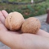 【自营】新疆阿克苏185纸皮核桃500g*5袋 商品缩略图2