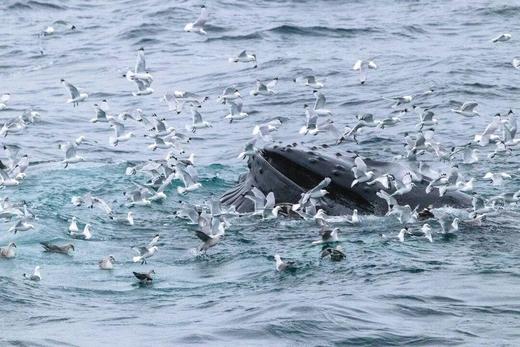 【2026年】北极斯瓦尔巴群岛环线，深入北极熊领地、冰缘探索+法罗群岛摄影14-21天团 商品图10