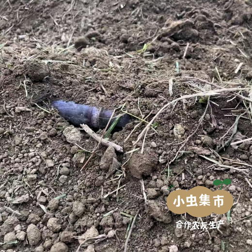 【限时买一赠一】有机紫皮甘蔗 4/4.5斤 | 合作农友生产，来自广东清远，生产者：乐心榛榛 *【公平贸易农人定价】 商品图13