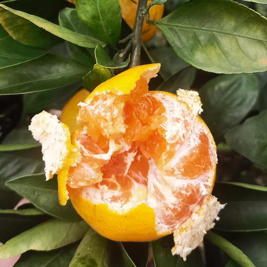 涌泉蜜桔 | 中果5斤家庭装 果香浓郁 肉质细腻 现摘现发 水果榨汁 商品图6