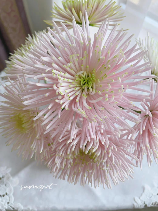 【粉色多头烟花菊.第二件减10元】5支/份 长约60-65cm 商品图2